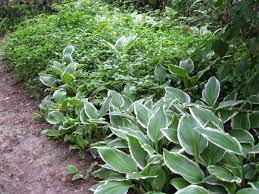 Especially tolerant of acidic soil under evergreens. Perennials For Shade Phelan Gardens