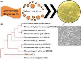 Established in 2000, wcs (m) food industries sdn. Biosynthesis Of Butyl Esters From Crude Oil Of Palm Fruit And Kernel Using Halophilic Lipase Secretion By Marinobacter Litoralis Sw 45 Springerlink