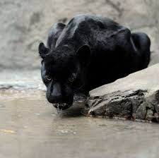 My Favorite Animal Animals Black Panther Cat Wild Cats