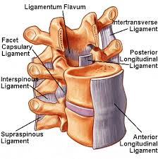 Image result for Lumbar vertebrae