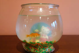 Take your fishnet and scoop your fish out of the fish bowl and put them into the temporary holding tank of fresh water. Why Does Goldfish Water Turn Cloudy Petset Com