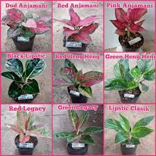 Tanaman hias bunga paket 6 tanaman bunga aster krisa kualitas grade a cod subsidi ongkir !! Paket 9 Warna Jenis Tanaman Hias Bunga Aglonema Cantik Shopee Indonesia