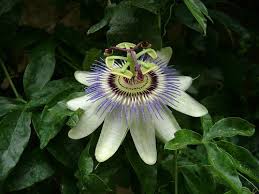 Fleur De La Passion Beautiful Flowers Passion Vine Passion Flower
