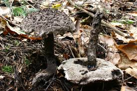 Image result for Strobilomyces strobilaceus