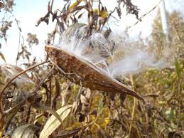 草原に浮かぶ小舟～「ガガイモ」 | 帯広の森・はぐくーむ
