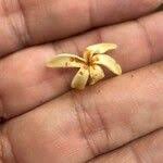 Image result for Funtumia africana