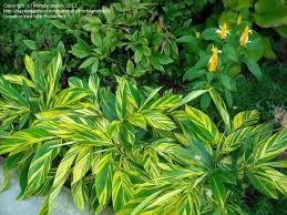 Plantfiles Pictures Shell Ginger Variegated Shell Ginger Variegata Alpinia Zerumbet By Hortul Florida Gardening Florida Plants Landscaping Florida Plants