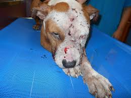 Injured dog dies after being found in ditch