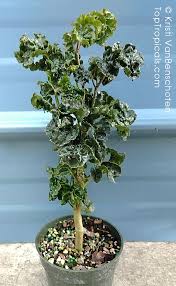 Image result for Polyscias guilfoylei