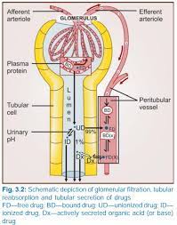 Renal Excretion Pharmacology
