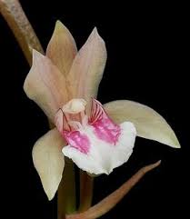 Image result for Oeceoclades maculata × quadriloba