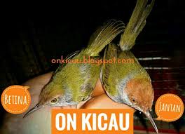 Sehingga sangat cocok dijadikan burung masteran maupun sebagai pancingan agar prenjak jantan jadi gacor. Ciri Ciri Perbedaan Prenjak Lumut Jantan Dan Betina Beserta Gambarnya On Kicau