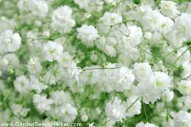 Carnations are an excellent choice to send to spain because it is a native flower to the area. Baby S Breath Common Gypsophila Panicled Baby S Breath 1400 Seeds Garden Seeds Market Free Shipping