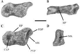 Lunedì 12 ottobre, alle ore 21, luciano ligabue e massimo cotto presentano in diretta streaming è andata così. Ligabueino Andesi Holotype Macn Pv N 42 Digit Iii Phalanx In A Download Scientific Diagram