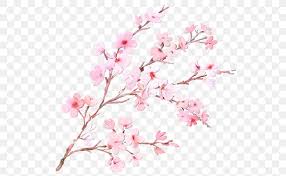 Watercolor technique to splatter cherry blossom trees. Cherry Blossom Tree Drawing Png 550x505px Watercolor Art Blossom Branch Cherries Download Free