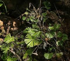 Image result for Actiniopteris radiata