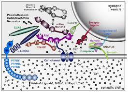 , comparison of the gap segmentation gene hunchback between drosophila melanogaster and e. Neuromuscular Junction