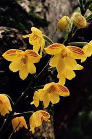 Image result for Polystachya valentina