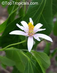 Image result for Grewia stolzii