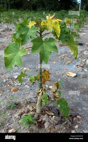 Image result for Jatropha curcas