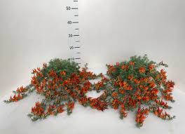 Image result for Lotus berthelotii