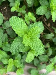 45cm time to plant seeds: Can Someone Help With Identifying This Type Of Mint Herbs