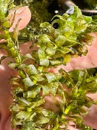 Image result for Hydrilla