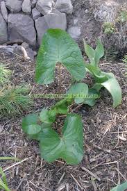 Image result for Ligularia sibirica