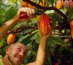 Image result for Manostachya