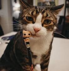 Pin By Cats Coffee By Christine Cse On Animals In 2020 Cats Captain Marvel Cat Coffee