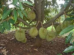 Rahsia pokok durian cepat membesar amp lasak anak durian duri hitam apm planting apm durian seedling. 9 Tips Mudah Cara Budidaya Tanaman Buah Durian Agar Mampu Tumbuh Optimal Cepat Berbuah Dan Berproduksi Tinggi Jualbenihmurah Com
