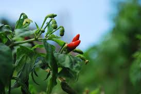 Image result for Capsicum frutescens