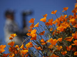 Ari Shapiros New Book | Nevada Super Bloom Forecast | Insights Concert  Connect - capradio.org