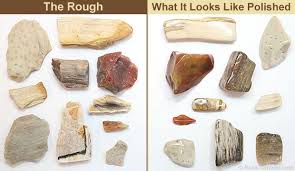 Fossilized Wood Petrified Wood Rocks And Minerals Petrified Wood Jewelry