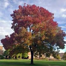 Image result for Fraxinus angustifolia