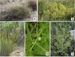 Image result for Thesium goetzeanum