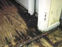 Dust Mites How Dust Mites Create An Unhealthy Basement Environment