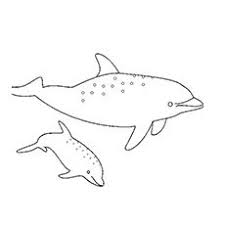 Atlantic Spotted Dolphin With Baby Coloring Pages Baby Coloring Pages Coloring Pages Beautiful Drawings
