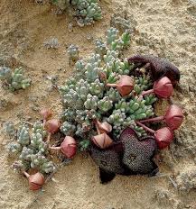 Image result for Tridentea marientalensis