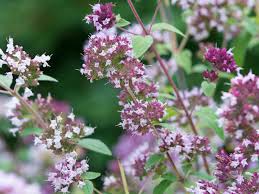 Bei lupinen, ringelblumen, dahlien, taglilien handelt es sich beispielweise um sehr bienenfreundliche pflanzen. Bienenfreundliche Pflanzen Die Besten Arten Mein Schoner Garten