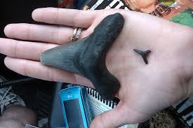 These Sharks Teeth Were Found On A Beach In Onslow Beach