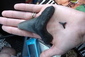 these sharks teeth were found on a beach in onslow beach