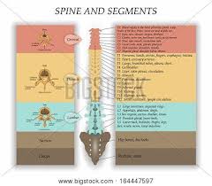Before we look at the actual components of backbone, i want to talk for a second about the way that data flows through a backbone application. Human Spine Front Vector Photo Free Trial Bigstock