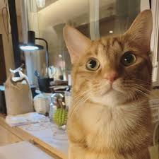 いいね 132 9千件 コメント2 994件 石田ゆり子 yuriko ishida snowhoney3ohagi のinstagramアカウント ハニオ 久々のフレディ熱 どんどんぱ ふれでぃハニオ 石田ゆり子 猫 どんどん