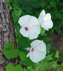 Image result for Ipomoea turbinata
