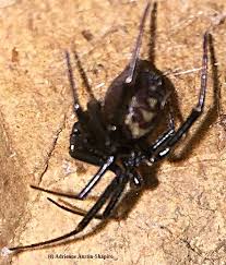 They are irregularly shaped, with stronger, thicker looking to identify a black widow, look for traits commonly found on black widows, like a bright red marking that resembles an hourglass on the spider's round. Bug Squad Agriculture And Natural Resources Blogs
