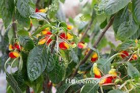 Image result for Impatiens niamniamensis