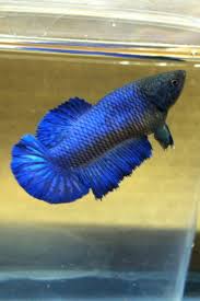 Halfmoon Betta Auctions Mon Dec 14 23 34 09 2015 Archived Auction Halfmoon Betta Betta Betta Fish