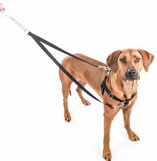 Freedom No Pull Dog Harness Leash Training Package