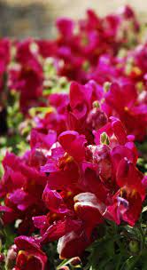 Trailing Snapdragon Burgundy White Snapdragons Bloom Plants